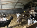 La Ferme des Perroquets, Pour l'Amour des Chèvres