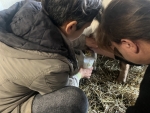 La Ferme des Perroquets, Pour l'Amour des Chèvres