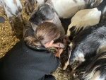 La Ferme des Perroquets, Pour l'Amour des Chèvres